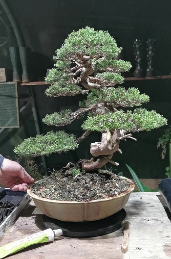 Brin itoigawa 2019 zmanjsan.jpg